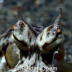 The characteristic eyes of a mimic octopus by Reidar Opem 
